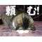現、白鳥中の人こい