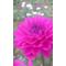 [A:F44D]花[A:F44D]クラブ[A:F482]