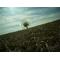 [V:4530]forget-me-not2[V:4530]