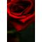 Under the Roze
